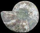 Wide Polished Ammonite Dish With Inlaid Ammonites #49783-1